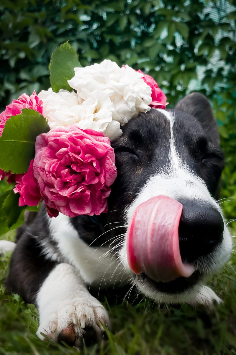 Beautiful corgi puppy in flowers, in summer.