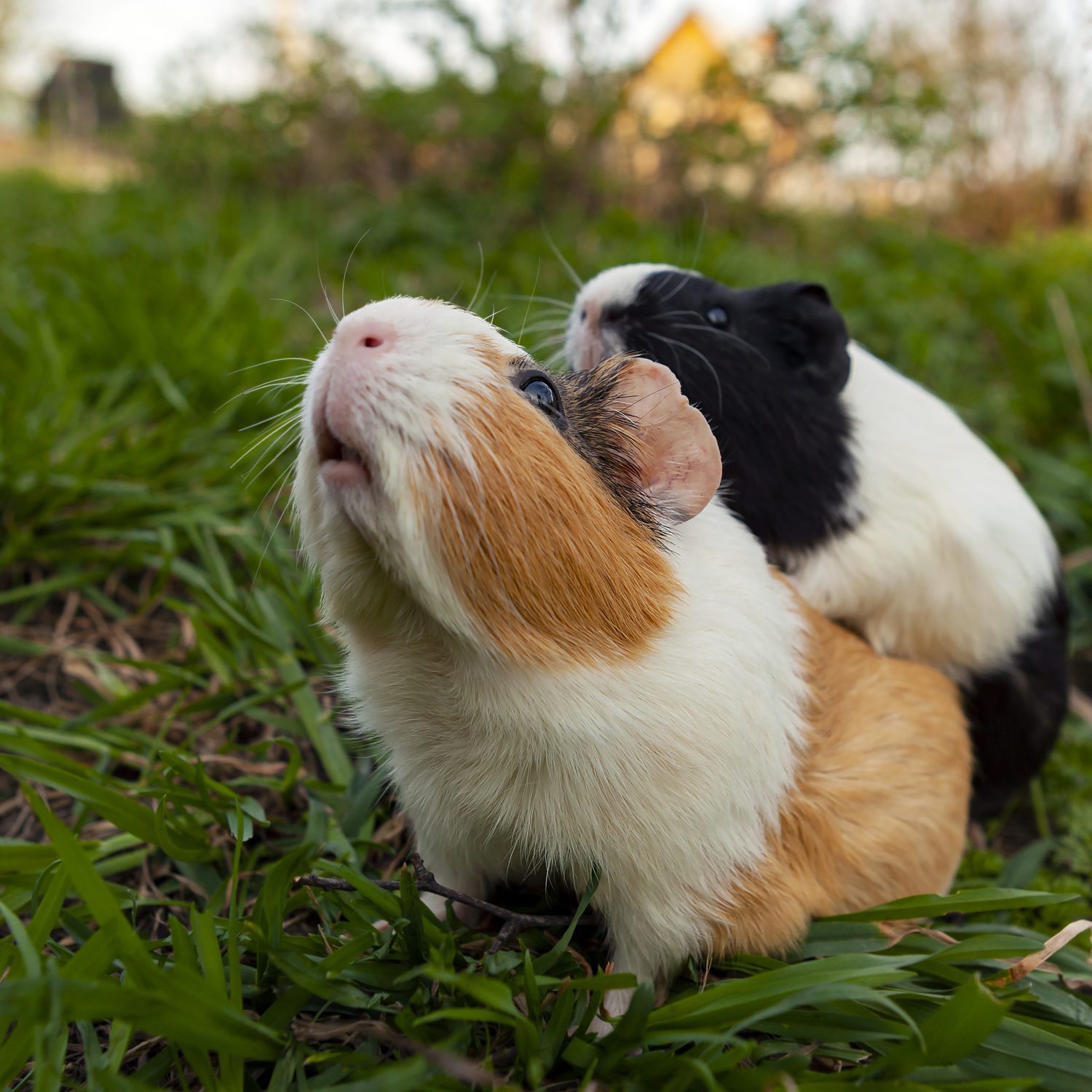 guinea-pig-is-species-rodent-belonging-genus-cavia