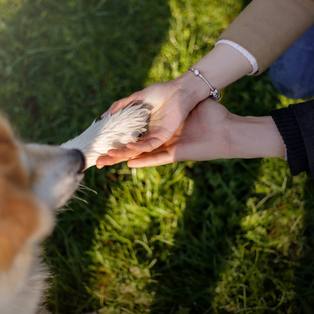 person-petting-dog-s-paw
