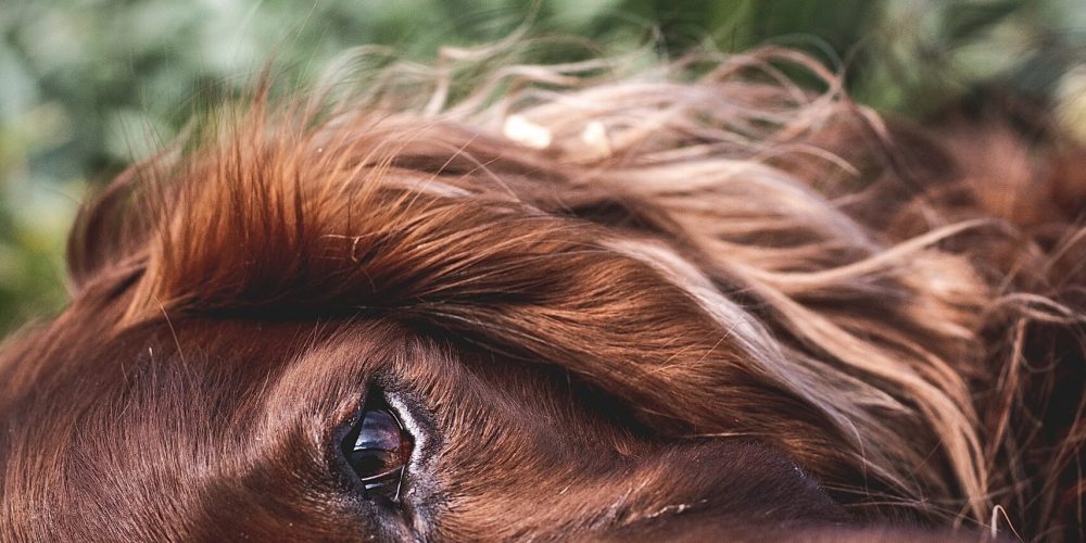 A vertical closeup shot of an Irish Setter laying on the grass with yellow flowers on the background