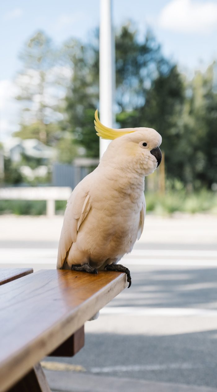 white cockatoo